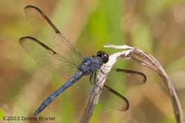 Photo of a slaty skimmer dragonfly, male.