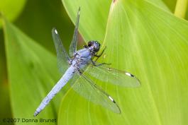 Photo of a Spangled Skimmer dragonfly, male