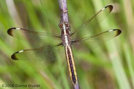 Photo of a Spangled Skimmer dragonfly, female