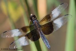 Photo of a Widow Skimmer dragonfly, male