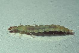 Photo of caddisfly larva without case