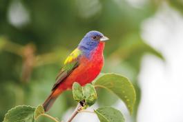 A male painted bunting bird