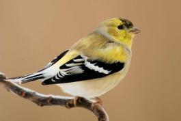 Photograph of a male American Goldfinch in winter plumage