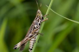 Admirable Grasshopper on grass stem