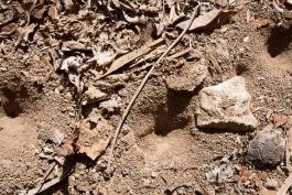 Photo of antlion pits in dusty ground