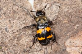 Image of Tomentose Burying Beetle crawling on the ground