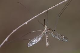 image of Crane Fly clinging to a twig