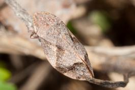 Photo of a dull colored spittlebug adult on a twig