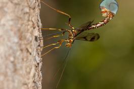 image of female Long-Tailed Giant Ichneumon Wasp on tree trunk