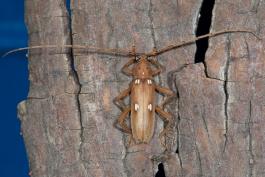 Ivory-marked beetle crawling on bark