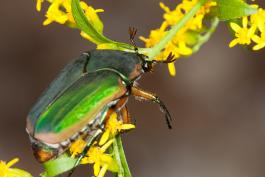 Green June beetle on goldenrod
