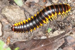 image of Xystodesmid Millipede crawling on a forest floor