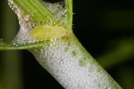 image of a Spittlebug and nest on plant stem