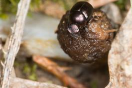 image of Tumblebug with fecal ball
