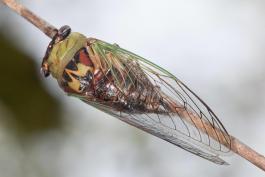 image of Walker's Cicada clinging to a perch