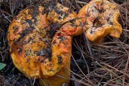 Photo of lobster mushroom, an orange, dirty fungus, emerging from underground