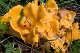 Photo of cluster of smooth chanterelles, yellow and white mushrooms