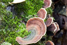 Side view photo of several turkey tail bracket fungi growing from log