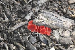 Photo of stalked scarlet cup cluster, red, cup-shaped mushrooms