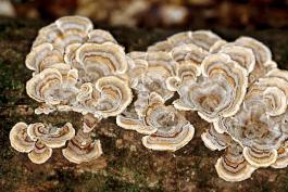 Photo of big cluster of turkey tails, bracket fungus with concentric color rings
