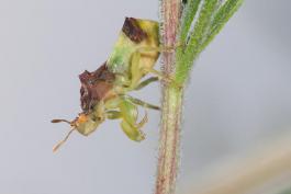 Jagged ambush bug on a plant stem