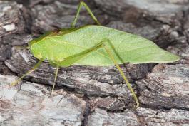 Lesser angle-winged katydid resting on the ground