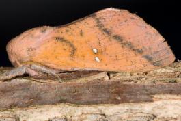 image of a Honey Locust Moth