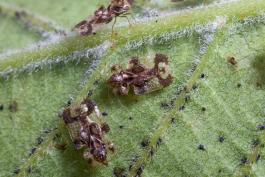 Lace bugs on a leaf
