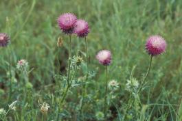 Photo of musk thistle showing fuzzy purple flowers on tall, prickly stems