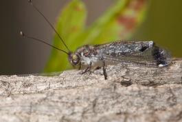 image of a Four-Spotted Owlfly