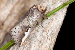 image of a White-Headed Prominent moth