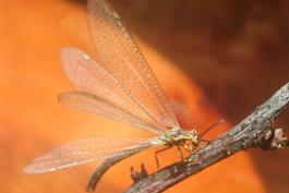 Photo of adult antlion with wings spread