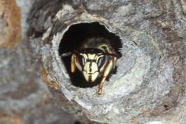 Photo of bald-faced hornet face as it peeks out from hole in nest
