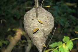 Photo of bald-faced hornet nest