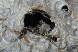 Photo of opening to bald-faced hornet nest
