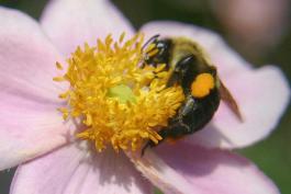 photo of bumblebee on a wild rose flower
