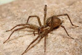 Photo of a grass spider