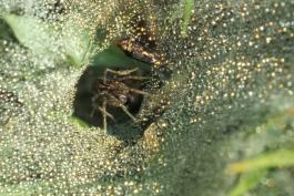 Photo of grass spider poised in funnel of her web