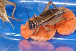 Photo of a male house cricket on sliced raw carrot