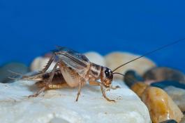 Photo of male house cricket chirping by rubbing wings together