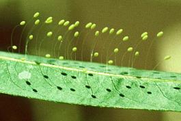 Photo of green lacewing eggs on a willow leaf