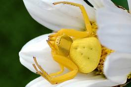 Photo of a whitebanded crab spider, yellow individual, on ox-eye daisy flower