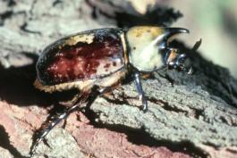 Male eastern Hercules beetle on bark