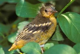 Photo of fledgling Baltimore oriole