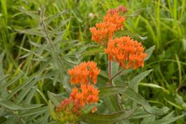 Photo of butterfly weed plant with flowers