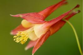 Photo of columbine flower closeup