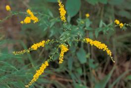 Photo of elm-leaved goldenrod plant with flowers