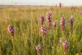 Photo of several prairie blazing stars or gayfeathers in yellow sunlight