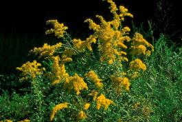 Photo of unidentified goldenrod plant with flowers