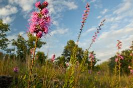 Photo of blooming rough blazing star plants in a glade